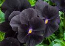 Panselute Viola Blackjack1