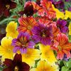 Salpiglossis Bolero mix 