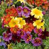 Salpiglossis Bolero mix