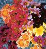 Salpiglossis Bolero mix0