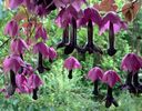 Rhodochiton Purple Bell Vine2