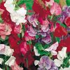 Sangele Voinicului Lathyrus Jet set mix