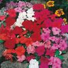 Sporul casei Impatiens Safari Mixed