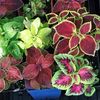 Urzicuta Coleus rainbow mix0