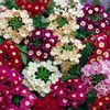 verbena mixh