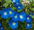 zorele heavenly blue0