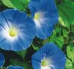 zorele heavenly blue