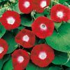Zorele (Ipomoea) Crimson Rambler