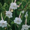 Regina noptii de padure     Nicotiana suaveolens