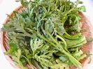 Chrysanthemum coronaria Shungiku-crizantema comestibila1