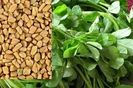 Schinduf Fenugreek 0