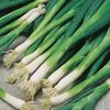 Ceapa verde perena Evergreen Bunching 