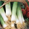 Praz (Leek) Lyon21