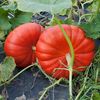 Dovleac Rouge Vif D Etampes 