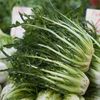 Salata Catalogna frunza crestata