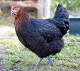 black marans
