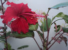 Surinam