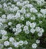 Lobularia maritima alba