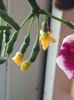 Rhipsalis