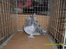 SAM_4970