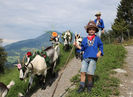 Caprele Paun cu copii-6hgg
