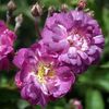 Rosa_Veilchenblau