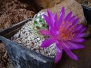 Mammillaria haudeana