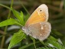 Coenonympha Tullia (Fluturele glycerion)
