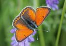Lycaena hippothoe (Fluturele punctat)