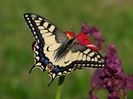 Papilio machaon (Fluturele Mahaon)