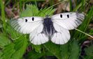 Parnassius mnemosyne (Fluturele Apollo negru)