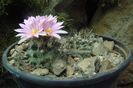 Turbinicarpus lausseri