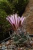 Turbinicarpus