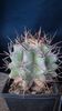 Echinocactus ingens