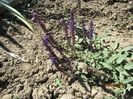 Stachys officinalis (2)