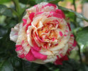 Vanille-Fraise - catarator