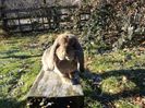 Vandut in Arges
