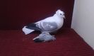 02. Mascul EE RO 13 1903