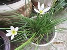 Zephyranthes