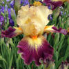 iris-germanica-cerf-volant