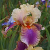 iris-germanica-colette-thurillet-