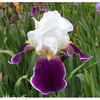 iris-germanica-wabash