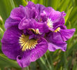 DOUBLE STANDARDS IRIS