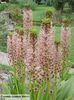 eucomis_comosa 15