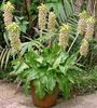 eucomis bicolor 15