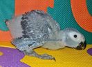 papagali Congo African Grey - Jako