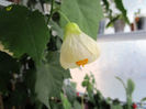 Abutilon alb(11-02-2017)