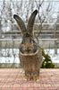 http:asfaunalugoj.webnode.roproductsonujec-lucian-pagina-personalaphotogallerycbm_2763998