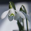 Primii ghiocei