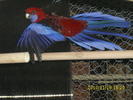 Mascul-Rosella-Penant-Matca-1